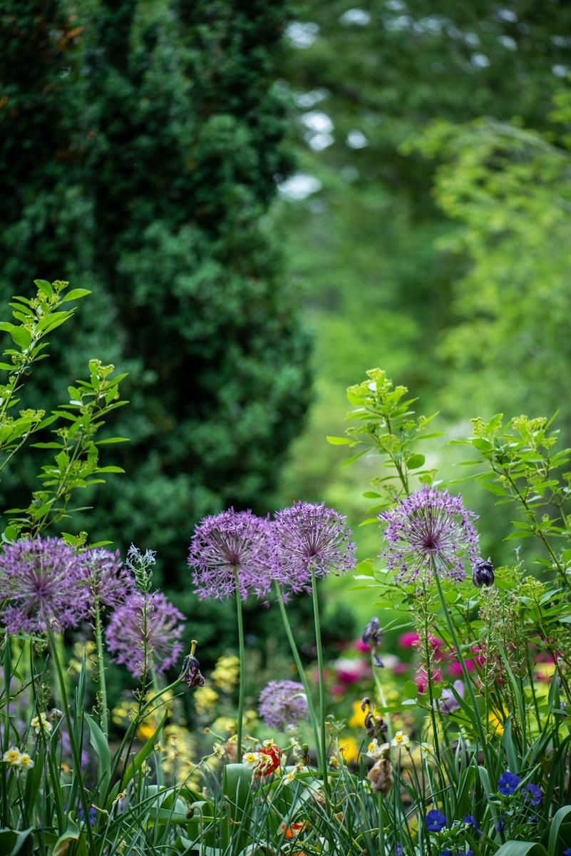 Waarom kleur in je tuin het verschil maakt