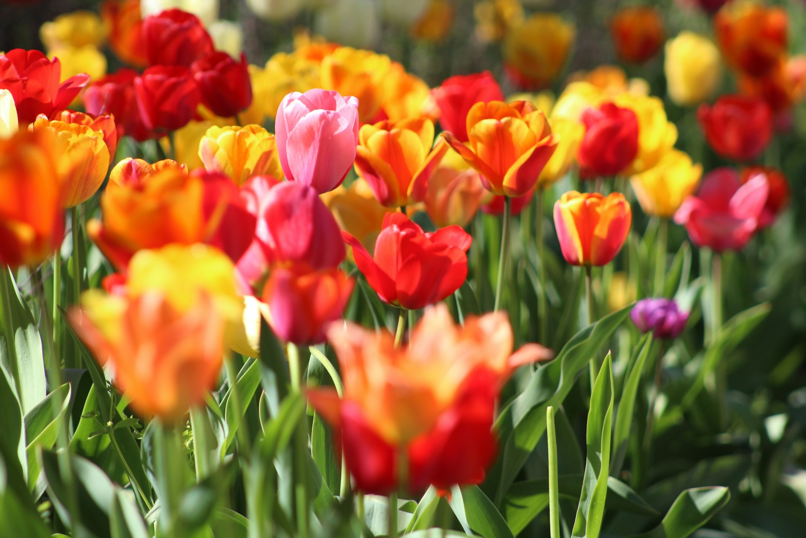 Het Planten en Verzorgen van Tulpen: Tips voor Beginners