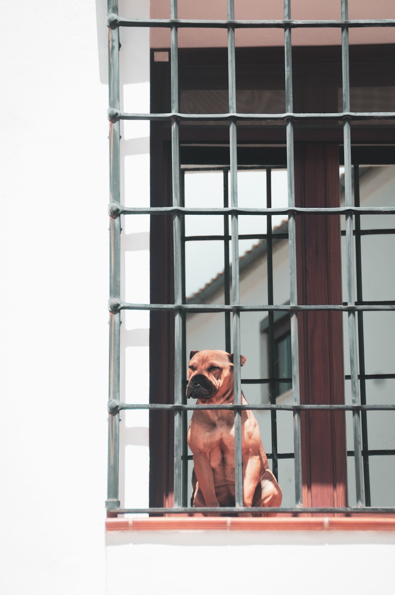 adult tan dog on black metal grill wall